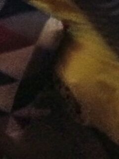 Little pussy and sharp nips