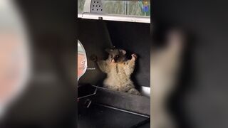 Aussie