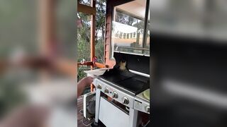 Aussie