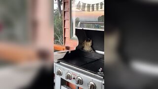 Aussie