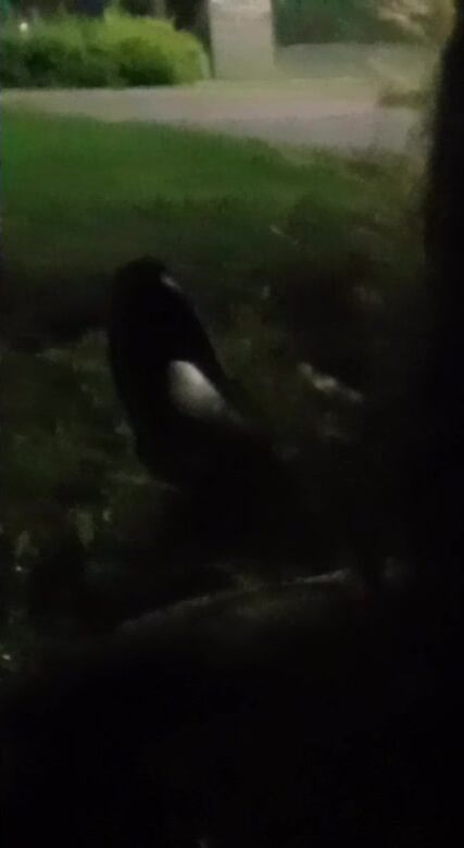 Girl sucks me outside